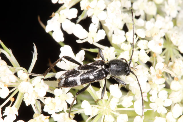 Chlorophorus sartor - Copyright Denis Bourgeois